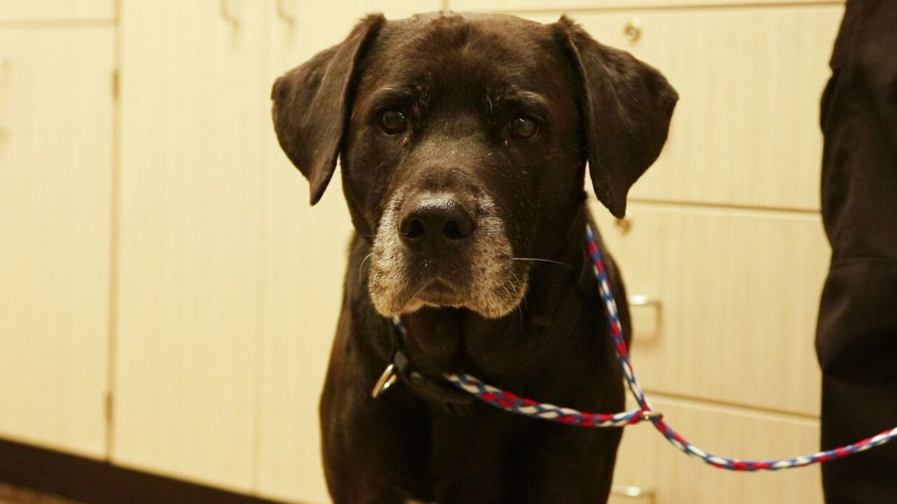 Who amputated this dog's leg? Michigan Humane Society wants...